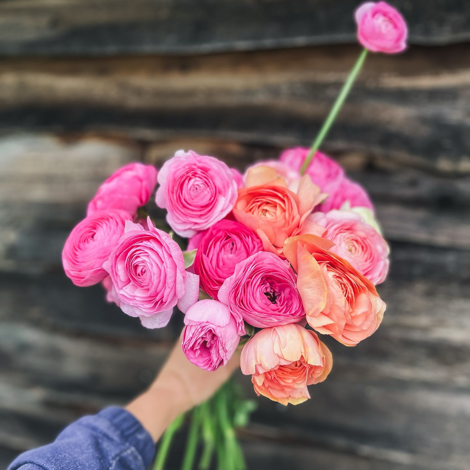 Ranunculus, Pastello Mix