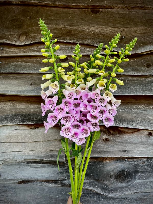 Foxglove, lavender
