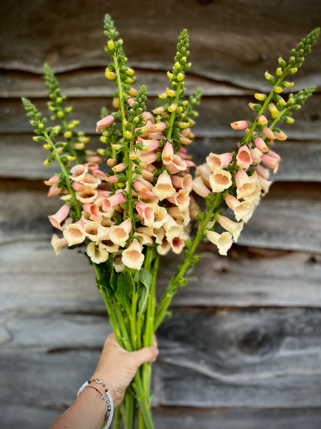 Foxglove, Apricot