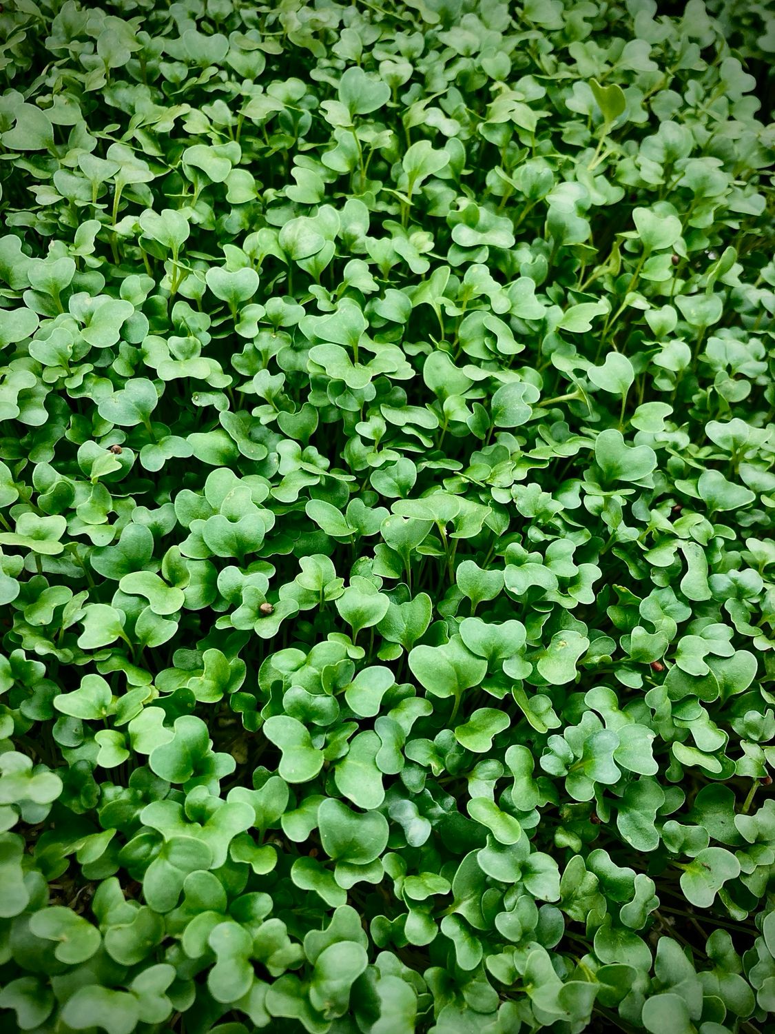 Microgreens - Broccoli Microgreens - Broccoli