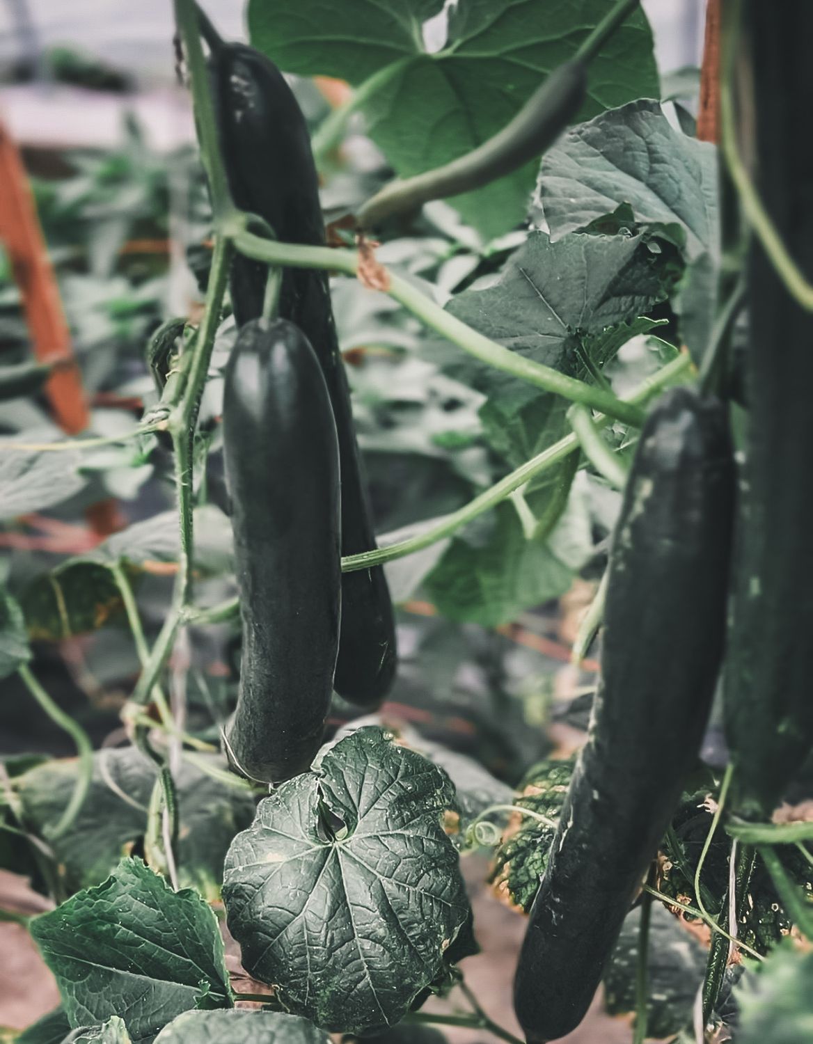 Cucumbers, Japanese - 2 count