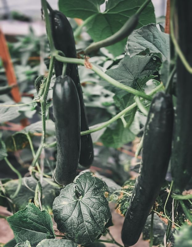 Cucumbers, Japanese - 2 count
