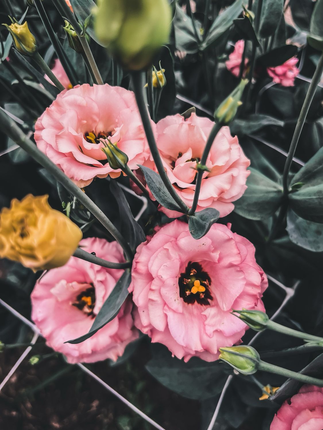 Lisianthus, Sabrina Orange