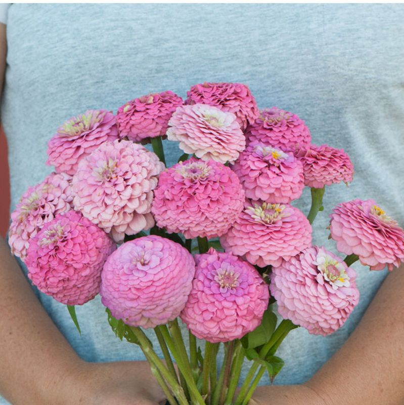 Zinnia, Oklahoma Pink Zinnia, Oklahoma Pink