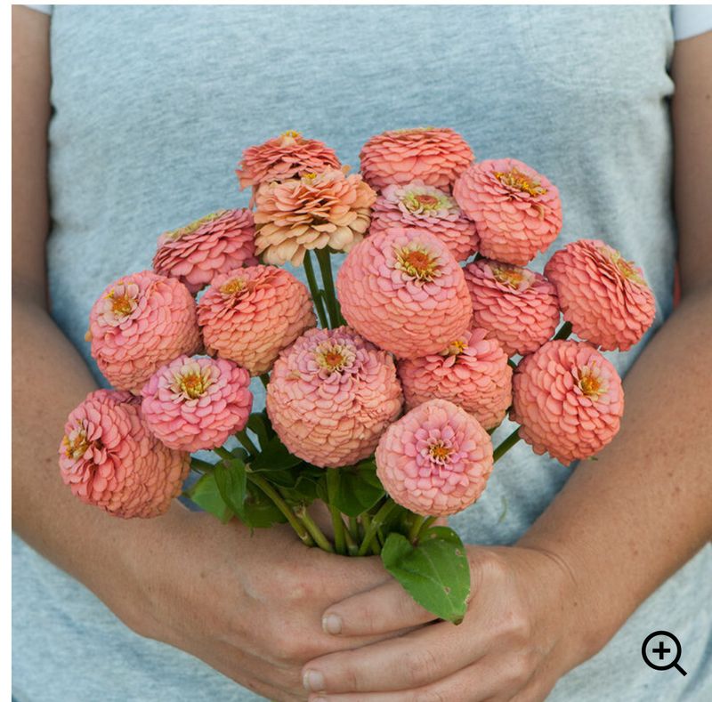 Zinnia, Oklahoma Salmon Zinnia, Oklahoma Salmon