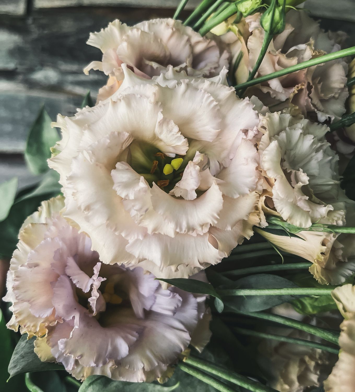 Lisianthus, Blue Chateau