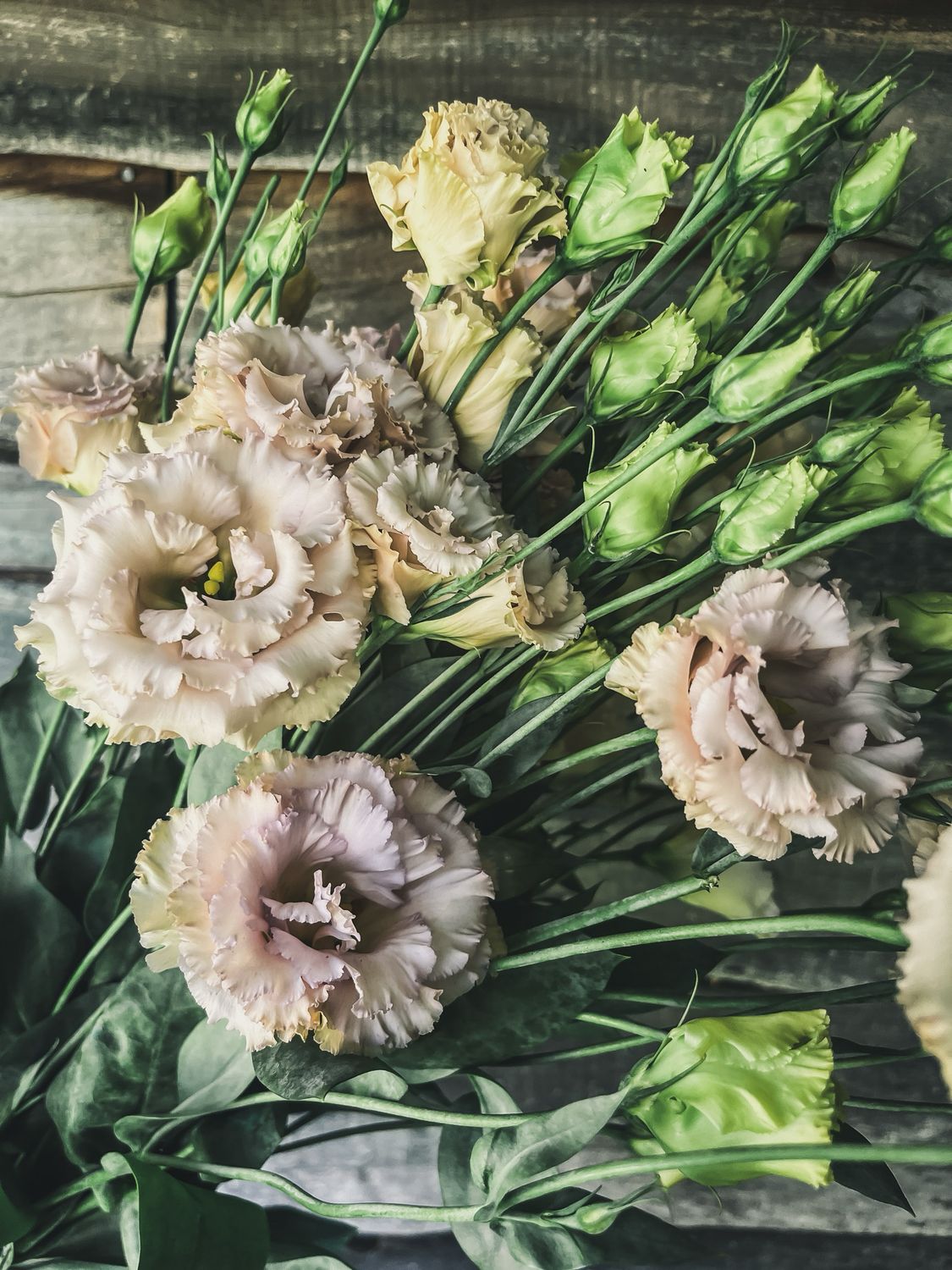 Lisianthus, Blue Chateau