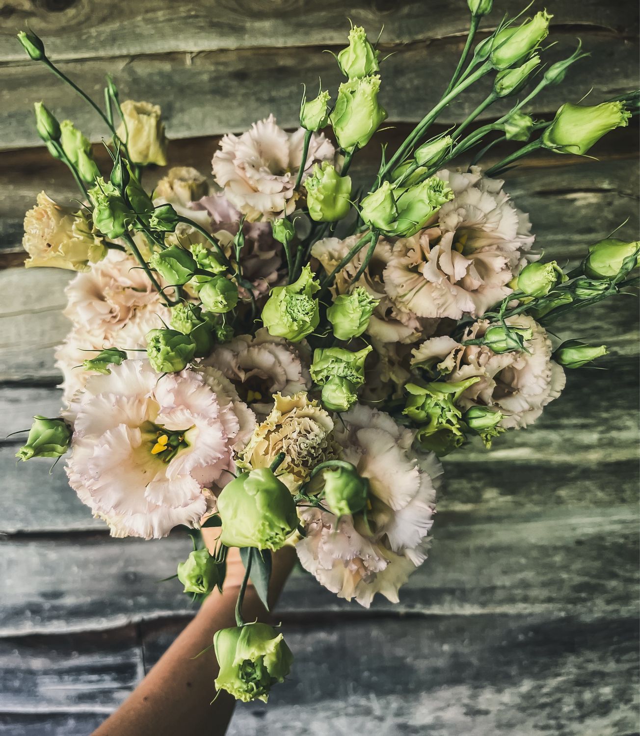 Lisianthus, Blue Chateau