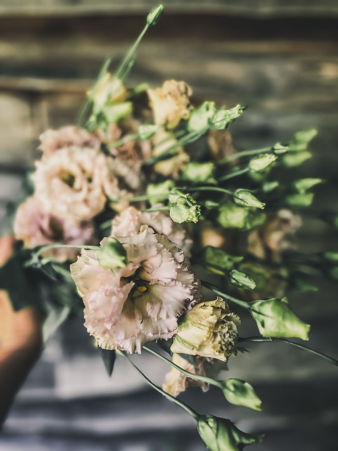 Lisianthus, Blue Chateau