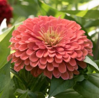 Zinnia, Salmon