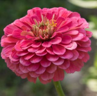 Zinnia, Carmine Rose Zinnia, Carmine Rose