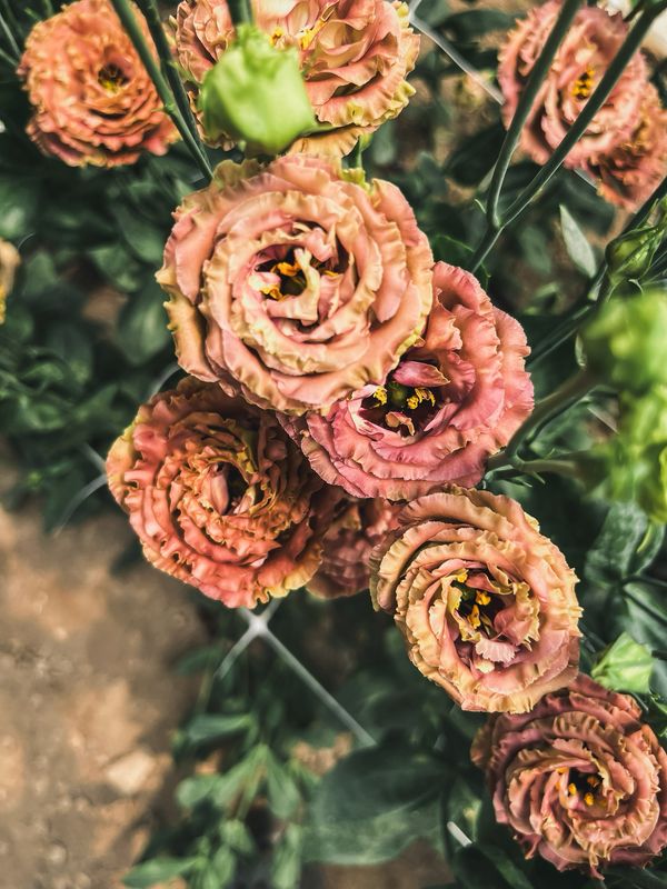 Lisianthus, Terracotta Lisianthus, Terracotta