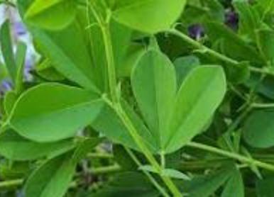 Baptisia Foliage