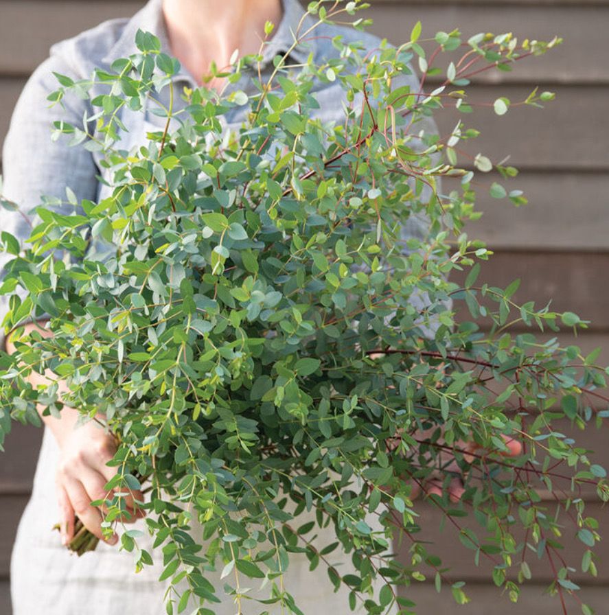 Eucalyptus, Parvifolia