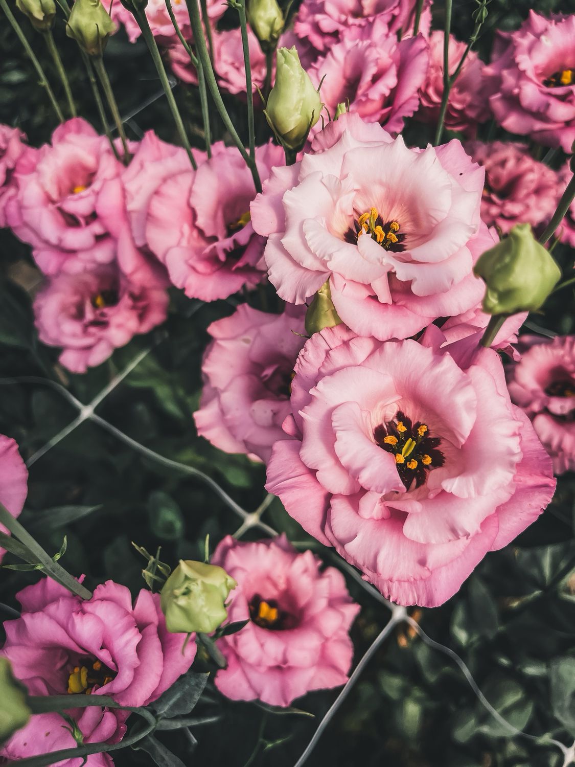 Lisianthus, Corelli Rose Lisianthus, Corelli Rose