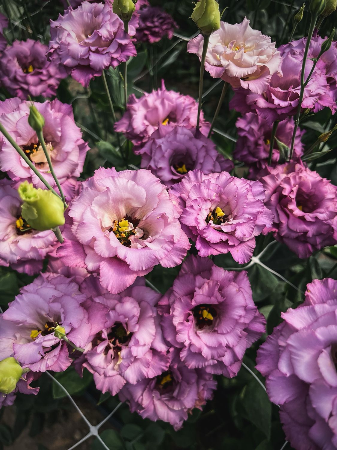 Lisianthus, Metallic Blue