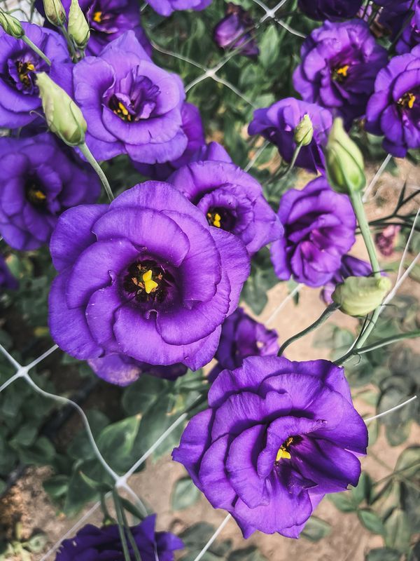Lisianthus, Purple Lisianthus, Purple