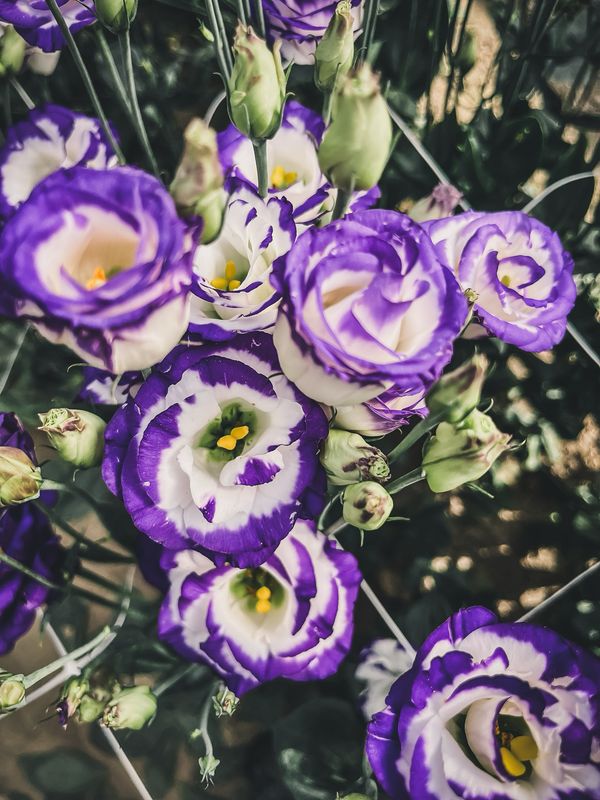 Lisianthus, Blue Picotee Lisianthus, Blue Picotee
