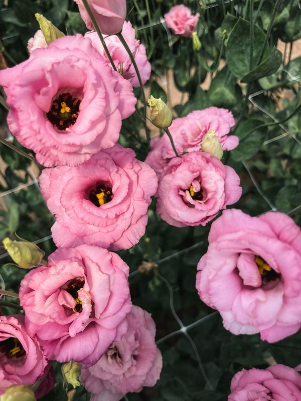Lisianthus, Rose Lisianthus, Rose