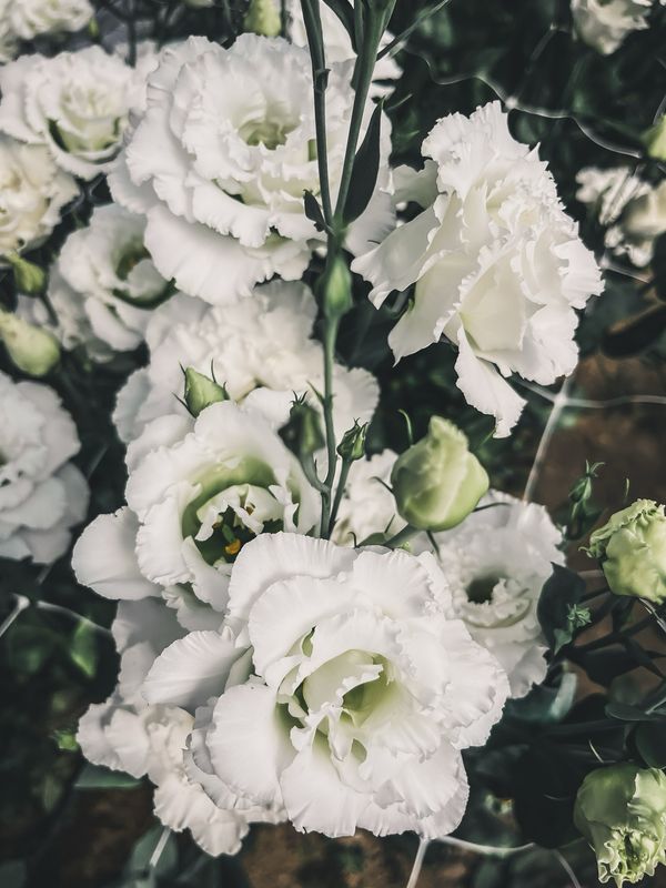 Lisianthus, Sugoi White Lisianthus, Sugoi White