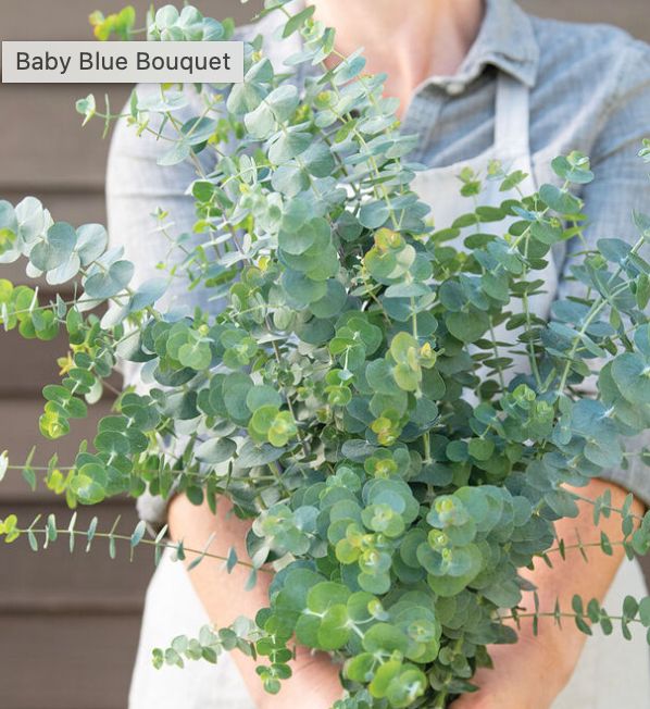 Eucalyptus, Baby Blue (pulverulenta) Eucalyptus, Baby Blue (pulverulenta)