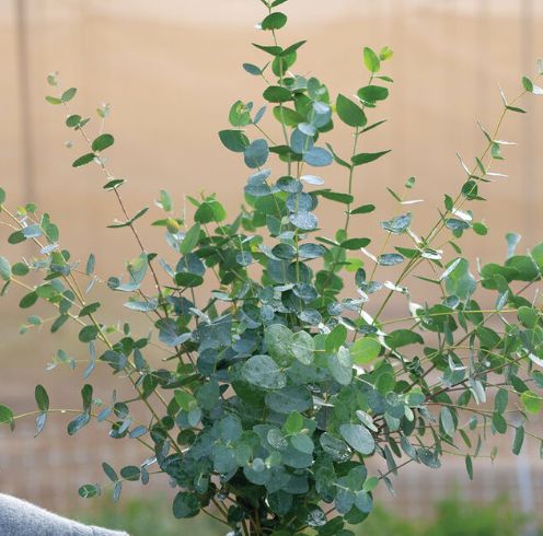 Eucalyptus, Gunni (Silverdrop) Eucalyptus, Gunni (Silverdrop)