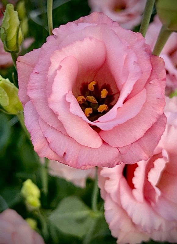 Lisianthus, Arena Apricot Lisianthus, Arena Apricot