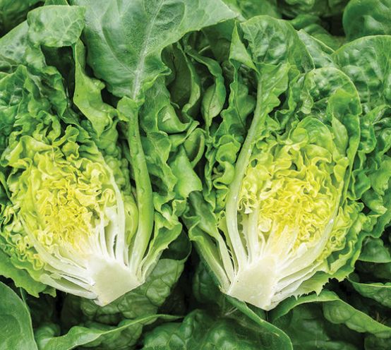 Lettuce head, Gatsby