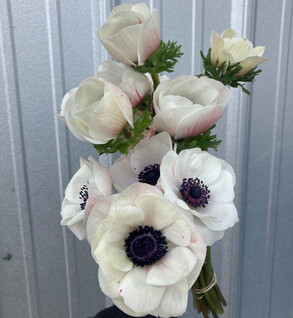 Anemone, White (Panda)