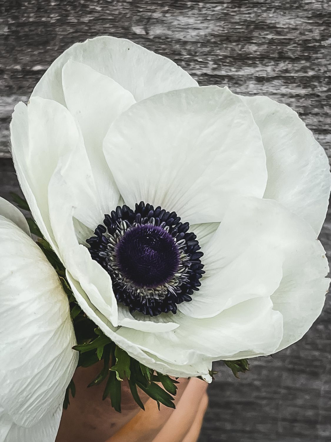 Anemone, White (Panda)