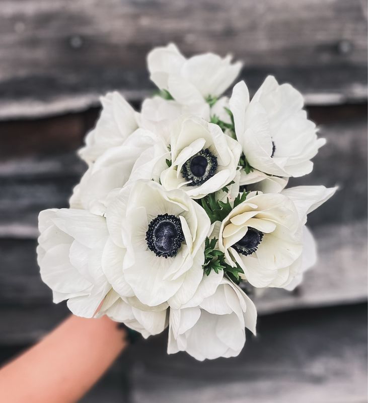 Anenome, White (Panda)