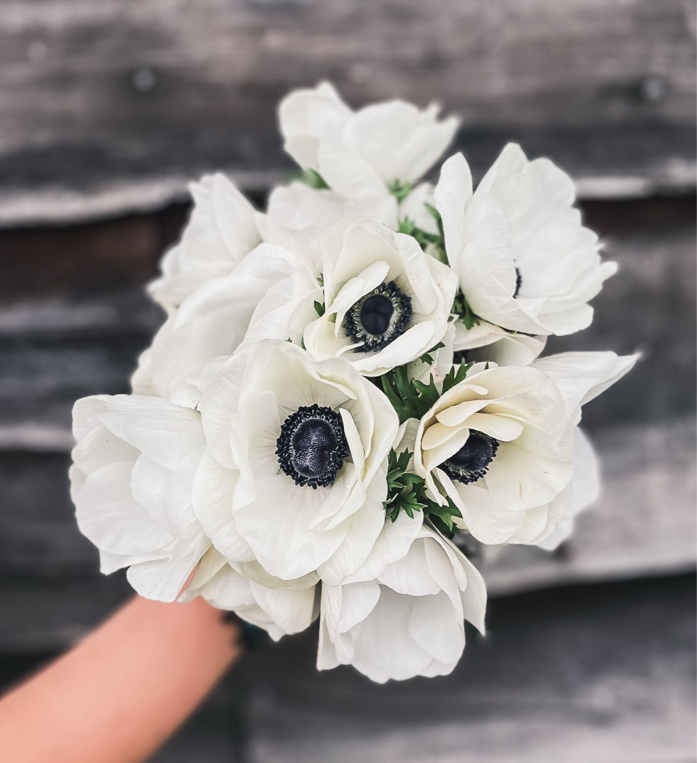 Anemone, White (Panda)