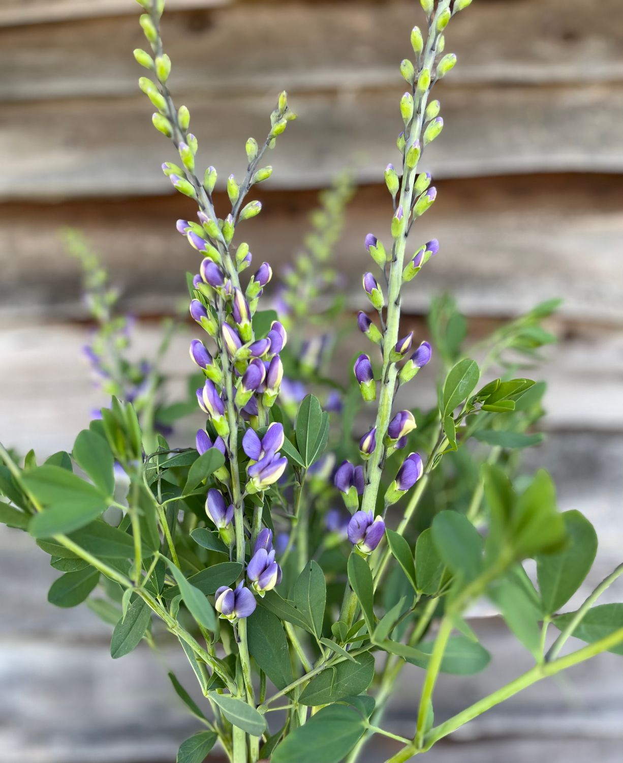 Baptisia Blue Bubbly
