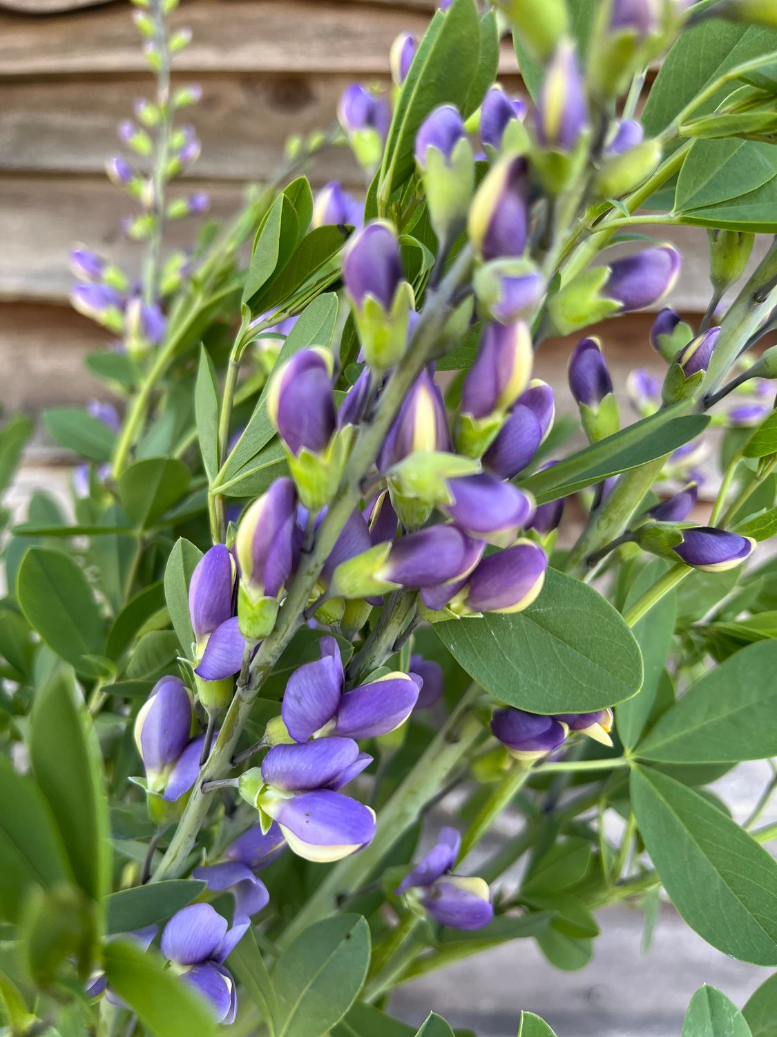 Baptisia Blue Bubbly