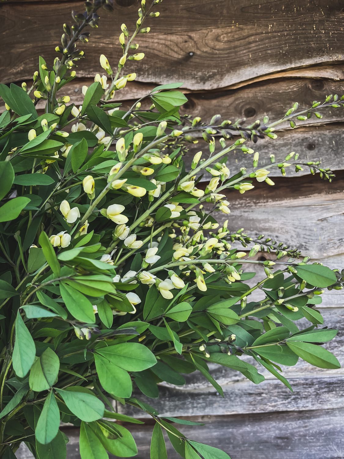 Baptisia Vanilla Cream