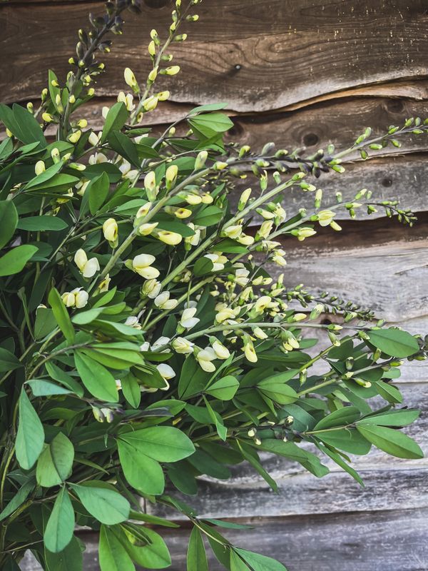 Baptisia Vanilla Cream