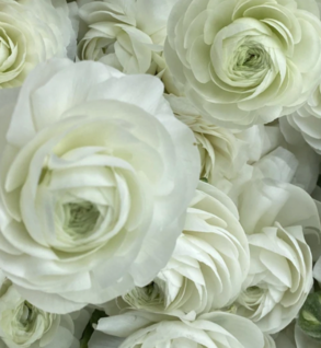 Ranunculus white
