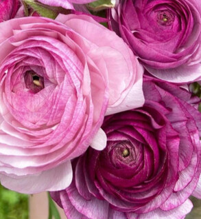 Ranunculus Purple Jean