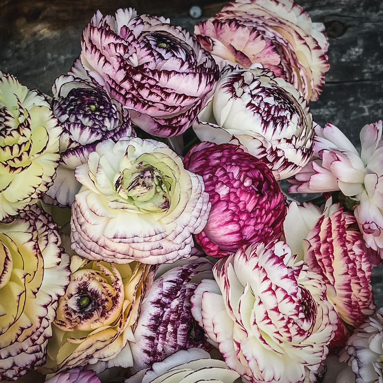 Ranunculus Striato Mix