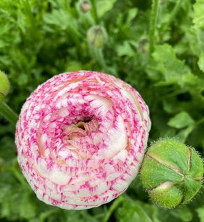 Ranunculus Striato Mix