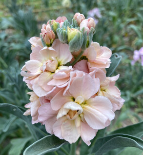 Stock Apricot