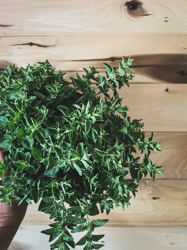 Herbs, Oregano
