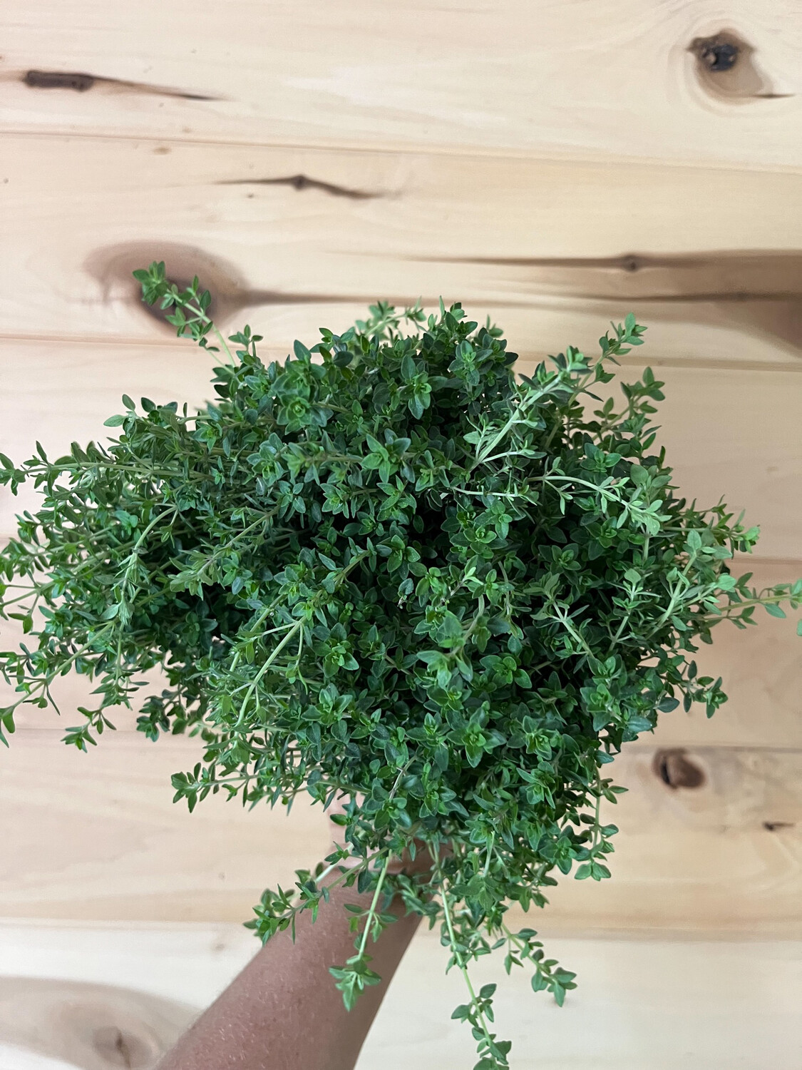 Herbs, Thyme