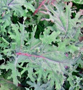 Kale baby