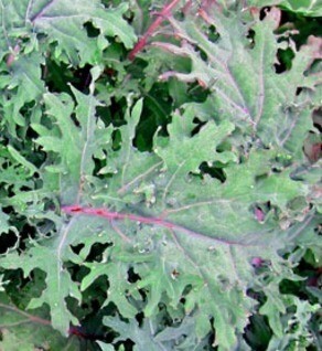Kale baby