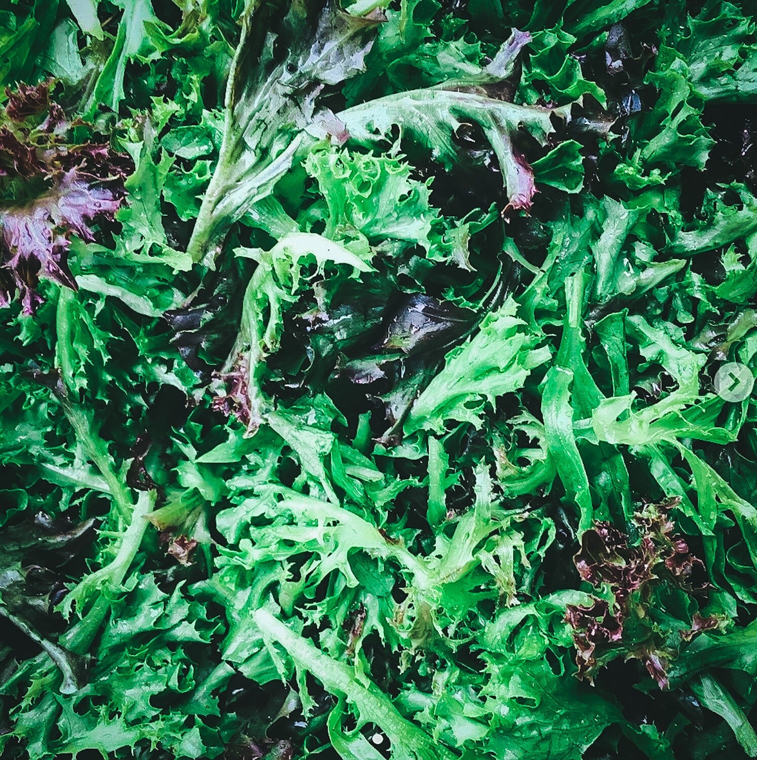 Lettuce Mix Lettuce Mix