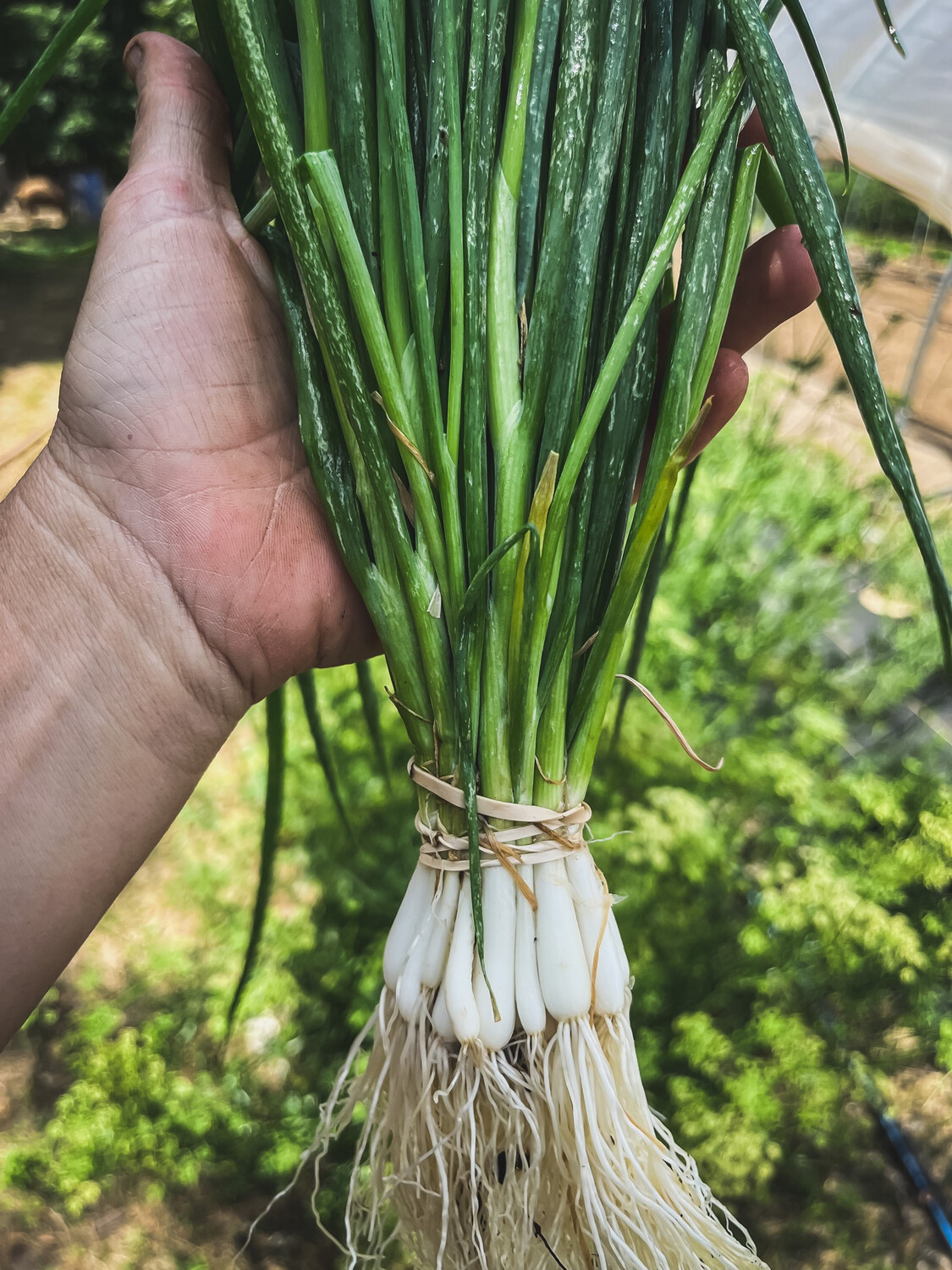 Onions green (scallions)