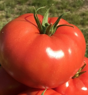 Tomatoes - Slicers