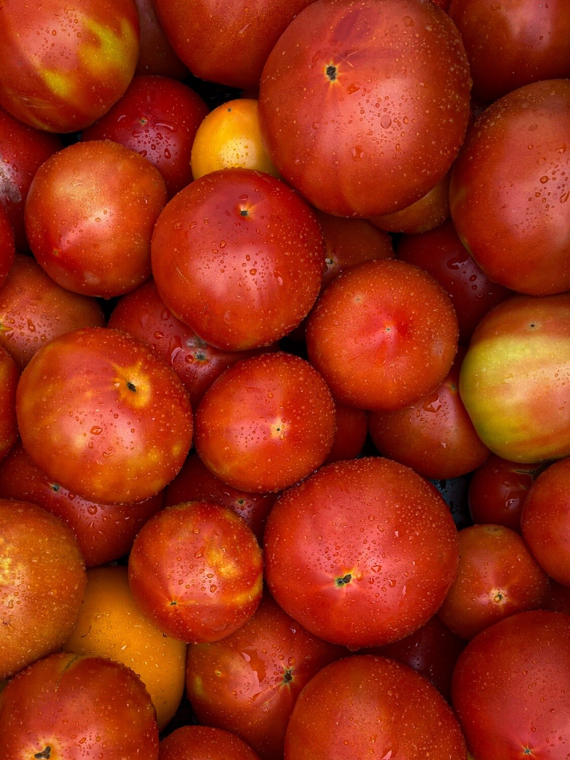Tomatoes - Slicers