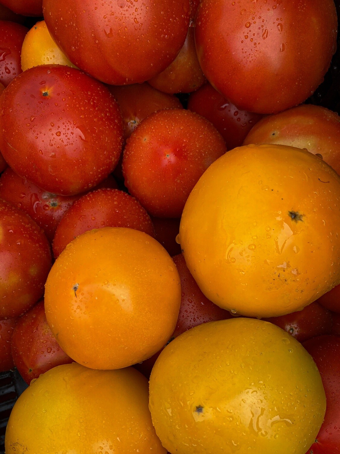 Tomatoes - Slicers